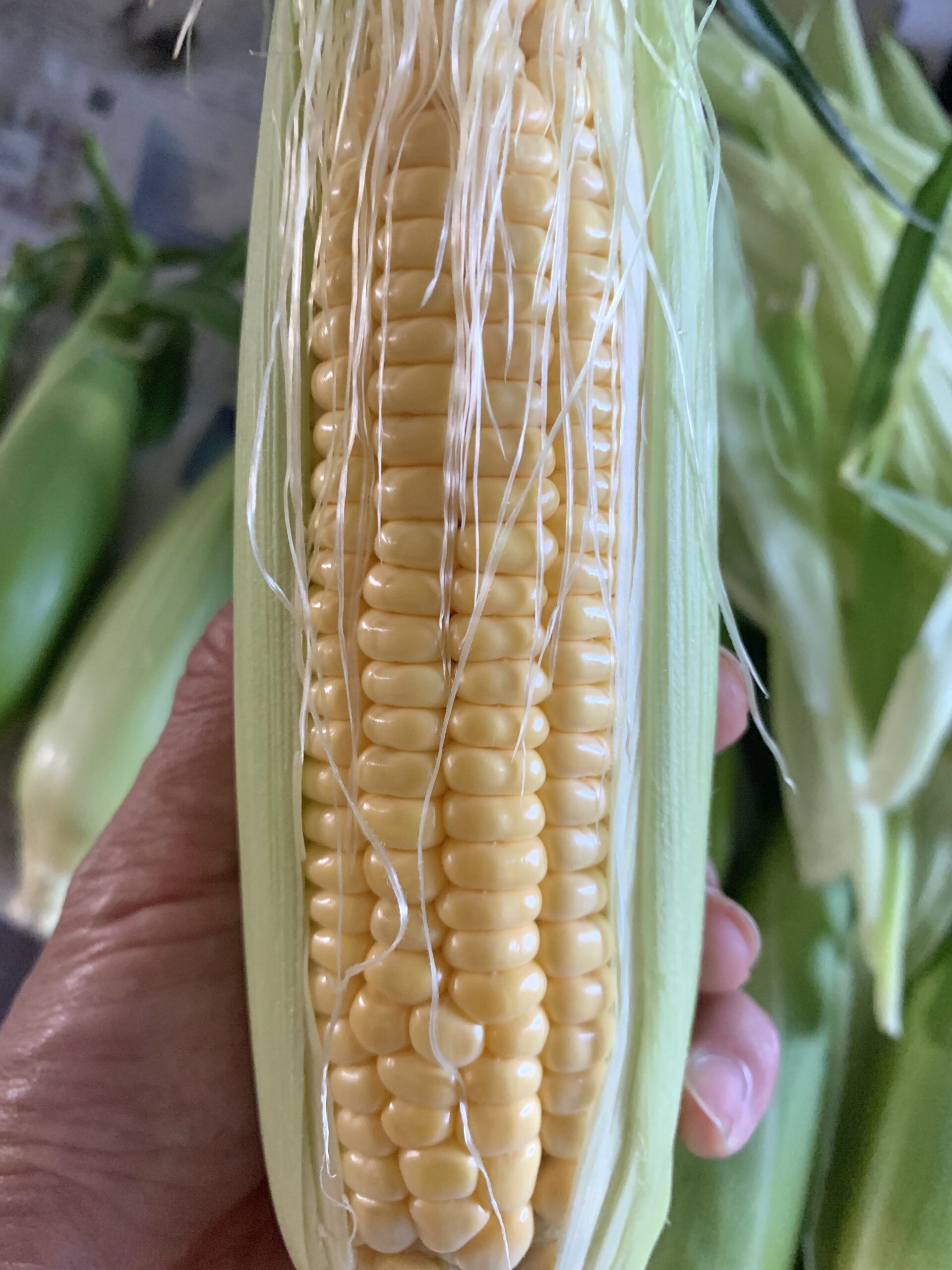 理想のトウモロコシ