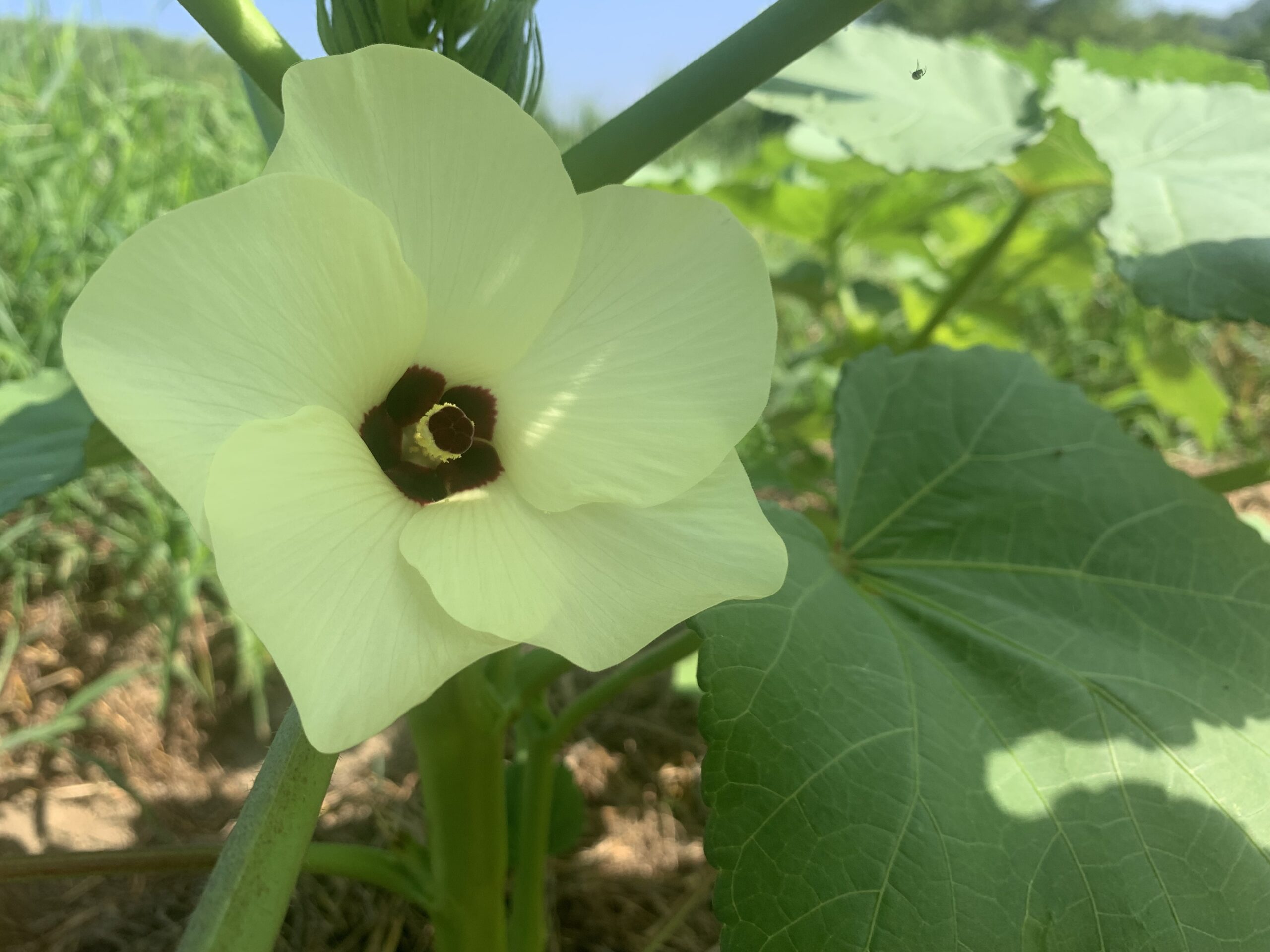 旬のおやつ❤︎オクラのスイーツ